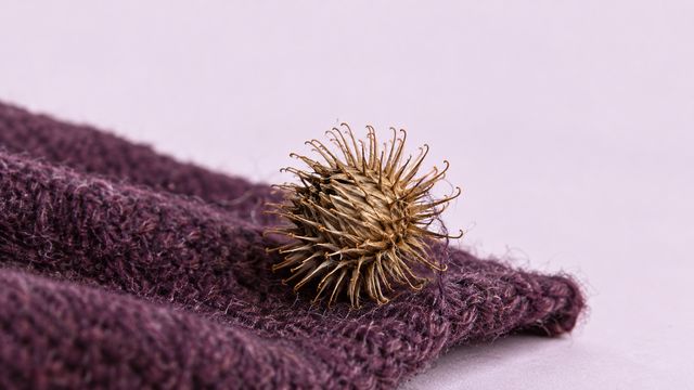 Семя с крючками на одежде: как форма помогает переносу